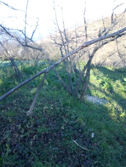Eynesil İlçesi Kekiktepe köyünden Ali Tokaç ın bahçesinde fındık ocakları ve kivi ağaçlarında budama yapıldı.